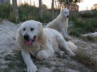 mastino abruzzese